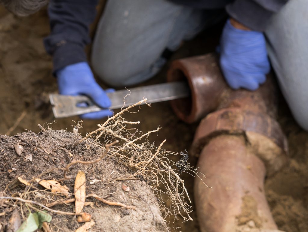 3 Ways to Control Tree Roots From Damaging Your Sewer Line