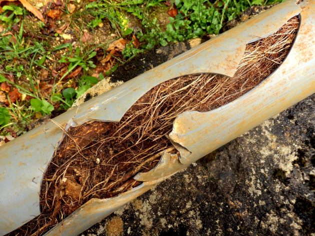 2 Drain Cleaning Methods for Long-Term Results Against Clogs and Tree Roots